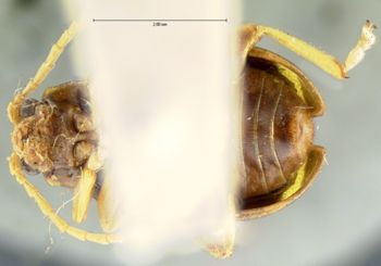 Media type: image; Entomology 18770   Aspect: habitus ventral view